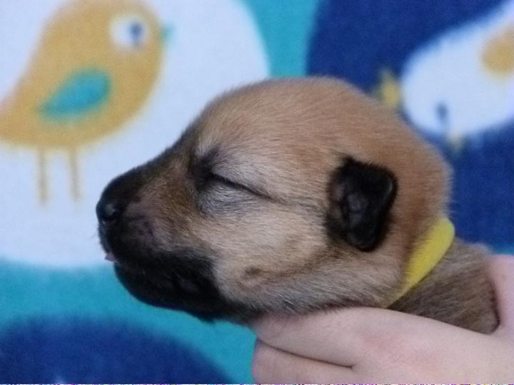 chinook puppy